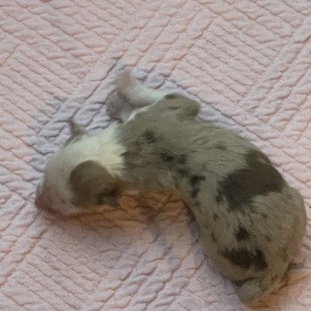 chiot Berger australien Rouge merle Berger australien des fauminards chiot Berger australien Rouge merle Berger australien des fauminards