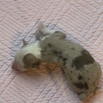 chiot Berger australien Rouge merle Berger australien des fauminards