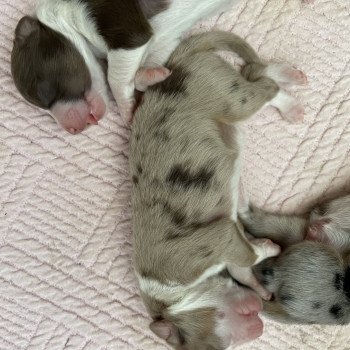 chiot Berger australien Rouge merle TOKYO Berger australien des fauminards chiot Berger australien Rouge merle TOKYO Berger australien des fauminards