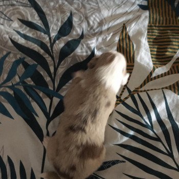 chiot Berger australien Rouge merle TOKYO Berger australien des fauminards chiot Berger australien Rouge merle TOKYO Berger australien des fauminards