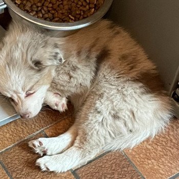 chiot Berger australien Rouge merle TOKYO Berger australien des fauminards chiot Berger australien Rouge merle TOKYO Berger australien des fauminards