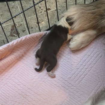 chiot Berger australien Rouge tri Berger australien des fauminards chiot Berger australien Rouge tri Berger australien des fauminards
