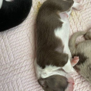 chiot Berger australien Rouge tri THOR Berger australien des fauminards chiot Berger australien Rouge tri THOR Berger australien des fauminards