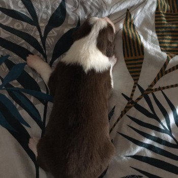 chiot Berger australien Rouge tri THOR Berger australien des fauminards chiot Berger australien Rouge tri THOR Berger australien des fauminards