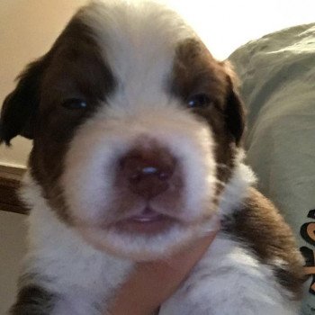 chiot Berger australien Rouge tri THOR Berger australien des fauminards chiot Berger australien Rouge tri THOR Berger australien des fauminards