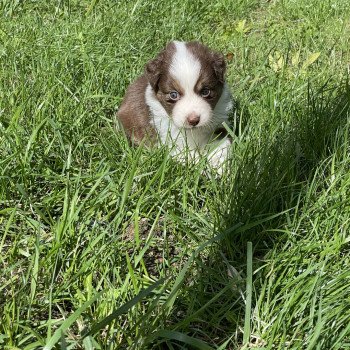 chiot Berger australien Rouge tri THOR Berger australien des fauminards