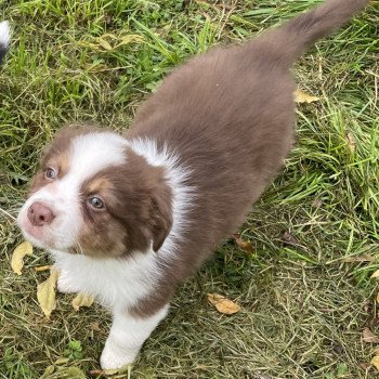 chiot Berger australien Rouge tri THOR Berger australien des fauminards chiot Berger australien Rouge tri THOR Berger australien des fauminards