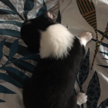 chiot Berger australien Noir tri TEDDY Berger australien des fauminards chiot Berger australien Noir tri TEDDY Berger australien des fauminards