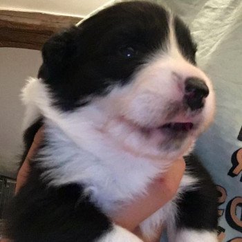 chiot Berger australien Noir tri TEDDY Berger australien des fauminards chiot Berger australien Noir tri TEDDY Berger australien des fauminards
