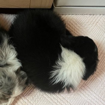 chiot Berger australien Noir tri TEDDY Berger australien des fauminards chiot Berger australien Noir tri TEDDY Berger australien des fauminards