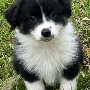 chiot Berger australien Noir tri TEDDY Berger australien des fauminards chiot Berger australien Noir tri TEDDY Berger australien des fauminards