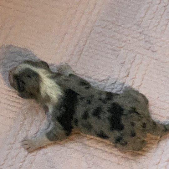 chiot Berger australien Bleu merle Berger australien des fauminards