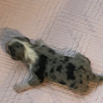 chiot Berger australien Bleu merle Berger australien des fauminards chiot Berger australien Bleu merle Berger australien des fauminards