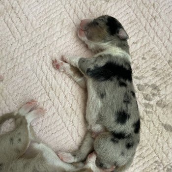 chiot Berger australien Bleu merle TOBY Berger australien des fauminards chiot Berger australien Bleu merle TOBY Berger australien des fauminards