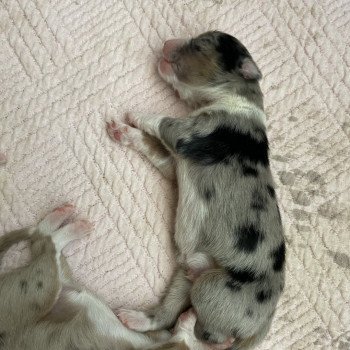 chiot Berger australien Bleu merle TOBY Berger australien des fauminards