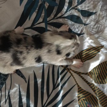 chiot Berger australien Bleu merle TOBY Berger australien des fauminards chiot Berger australien Bleu merle TOBY Berger australien des fauminards