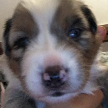 chiot Berger australien Bleu merle TOBY Berger australien des fauminards chiot Berger australien Bleu merle TOBY Berger australien des fauminards