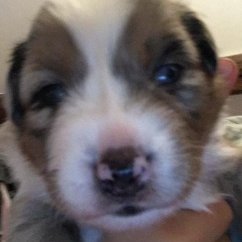 chiot Berger australien Bleu merle TOBY Berger australien des fauminards