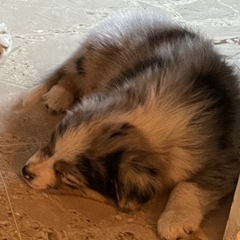 chiot Berger australien Bleu merle TOBY Berger australien des fauminards chiot Berger australien Bleu merle TOBY Berger australien des fauminards