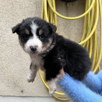 chiot Berger australien NOIR TRI 1 Berger australien des fauminards chiot Berger australien NOIR TRI 1 Berger australien des fauminards