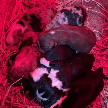 chiot Berger australien BLEU MERLE Berger australien des fauminards chiot Berger australien BLEU MERLE Berger australien des fauminards