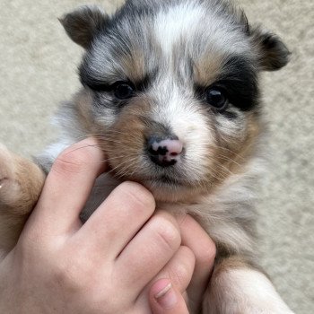 chiot Berger australien BLEU MERLE 2 Berger australien des fauminards chiot Berger australien BLEU MERLE 2 Berger australien des fauminards