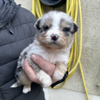 chiot Berger australien BLEU MERLE 3 Berger australien des fauminards