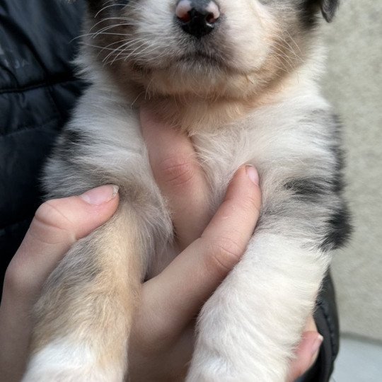 chiot Berger australien BLEU MERLE 5 Berger australien des fauminards