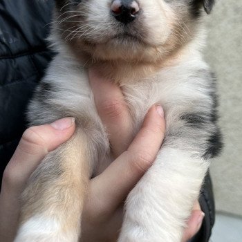chiot Berger australien BLEU MERLE 5 Berger australien des fauminards chiot Berger australien BLEU MERLE 5 Berger australien des fauminards