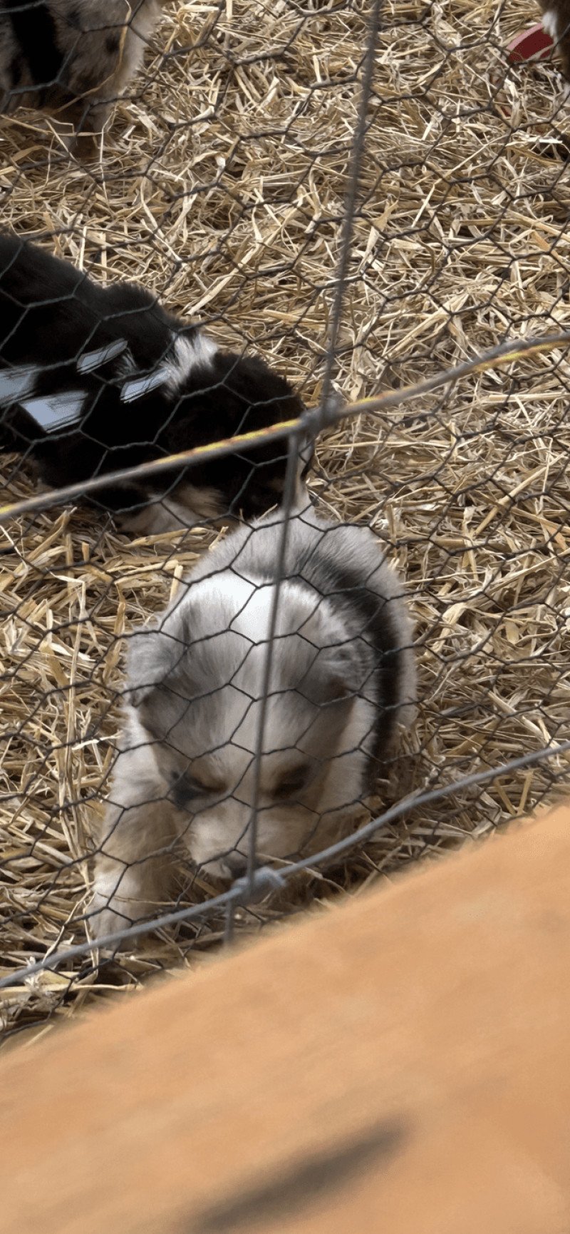 5 Mâle Berger australien 5 Mâle Berger australien