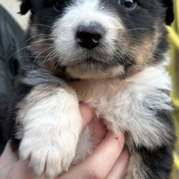 chiot Berger australien NOIR TRI 6 Berger australien des fauminards chiot Berger australien NOIR TRI 6 Berger australien des fauminards