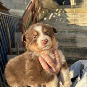 chiot Berger australien ROUGE TRI 7 Berger australien des fauminards chiot Berger australien ROUGE TRI 7 Berger australien des fauminards