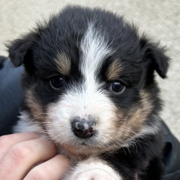 chiot Berger australien NOIR TRI 8 Berger australien des fauminards chiot Berger australien NOIR TRI 8 Berger australien des fauminards