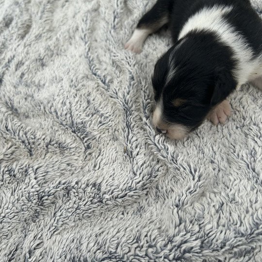 chiot Berger australien Noir tricolore Male noir tri 1 Berger australien des fauminards