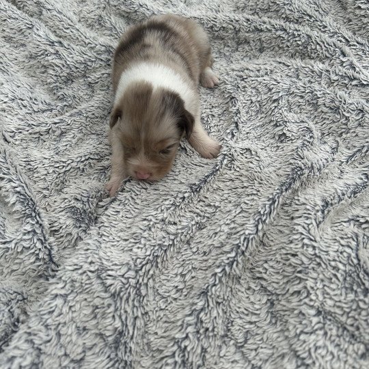 chiot Berger australien Rouge tricolore Femelle rouge merle 1 Berger australien des fauminards