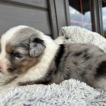 chiot Berger australien Bleu merle Mâle bleu merle 1 Berger australien des fauminards