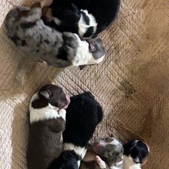 chiot Berger australien Berger australien des fauminards chiot Berger australien Berger australien des fauminards