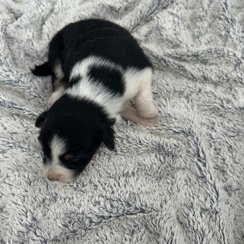 chiot Berger australien Femelle noir tri 1 Berger australien des fauminards chiot Berger australien Femelle noir tri 1 Berger australien des fauminards