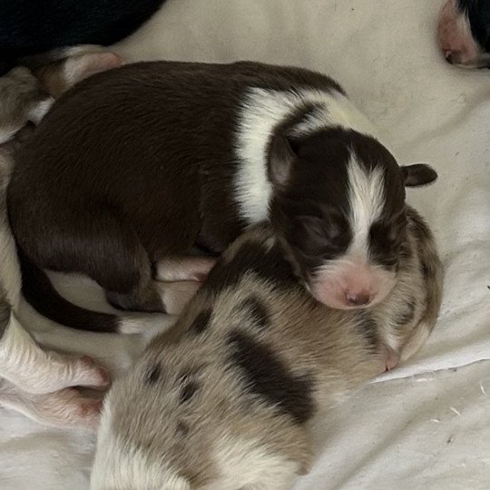 chiot Berger australien Rouge tricolore Femelle rouge tri 1 Berger australien des fauminards
