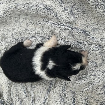 chiot Berger australien noir tri Femelle noir tri 2 Berger australien des fauminards chiot Berger australien noir tri Femelle noir tri 2 Berger australien des fauminards
