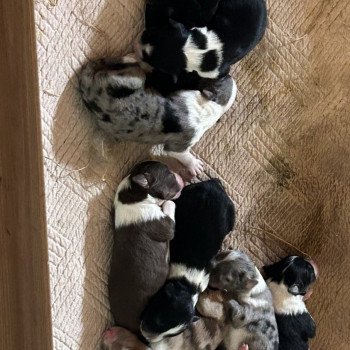 chiot Berger australien Bleu merle Berger australien des fauminards chiot Berger australien Bleu merle Berger australien des fauminards