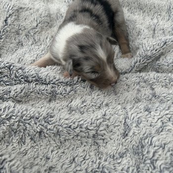 chiot Berger australien Bleu merle Mâle bleu merle 2 Berger australien des fauminards chiot Berger australien Bleu merle Mâle bleu merle 2 Berger australien des fauminards