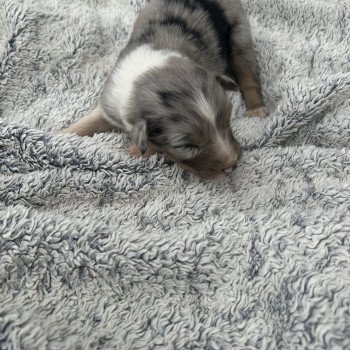 chiot Berger australien Bleu merle Mâle bleu merle 2 Berger australien des fauminards