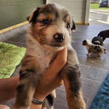 chiot Berger australien Bleu merle Berger australien des fauminards