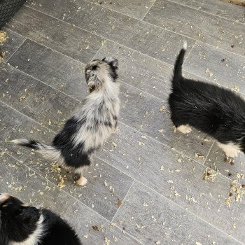 chiot Berger australien Bleu merle SHADOWS Berger australien des fauminards chiot Berger australien Bleu merle SHADOWS Berger australien des fauminards