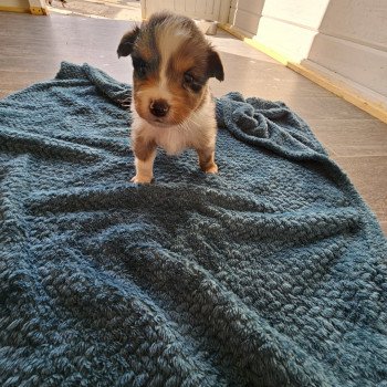 chiot Berger australien Bleu merle Berger australien des fauminards chiot Berger australien Bleu merle Berger australien des fauminards
