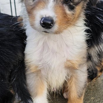 chiot Berger australien Bleu merle RUBIS 2 Berger australien des fauminards chiot Berger australien Bleu merle RUBIS 2 Berger australien des fauminards