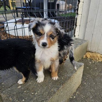 chiot Berger australien Bleu merle RUBIS 2 Berger australien des fauminards chiot Berger australien Bleu merle RUBIS 2 Berger australien des fauminards
