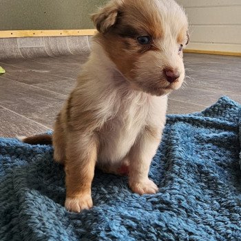 chiot Berger australien Rouge merle Berger australien des fauminards chiot Berger australien Rouge merle Berger australien des fauminards