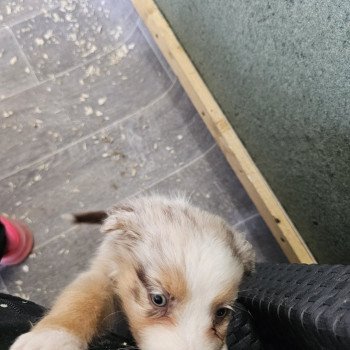 chiot Berger australien Rouge merle LEXY Berger australien des fauminards chiot Berger australien Rouge merle LEXY Berger australien des fauminards